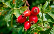 Какими свойствами обладает шиповник?