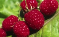 Чи можна годуючій мамі їсти малину