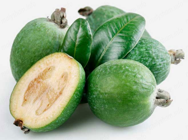 Можна фейхоа вагітним? Думки лікаря Можна фейхоа вагітним? Думки лікаря