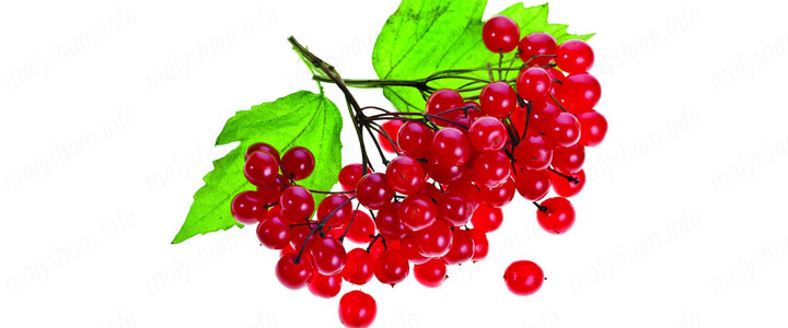 Чи можна калину при вагітності?