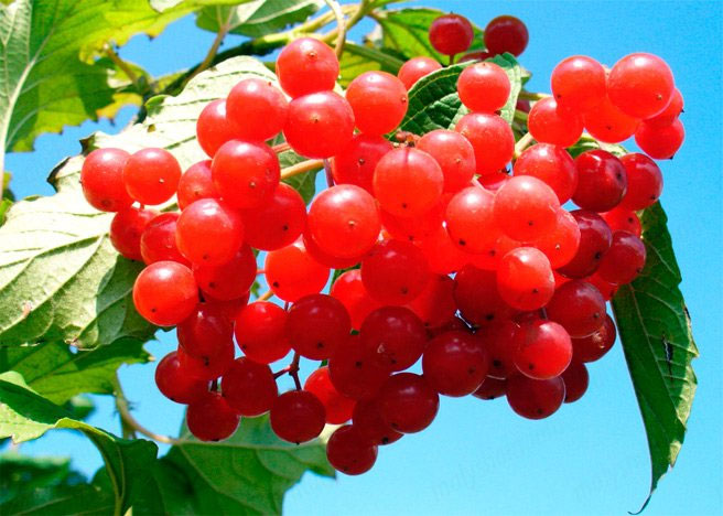 Можна калину при вагітності?