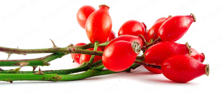 Користь шипшини при вагітності