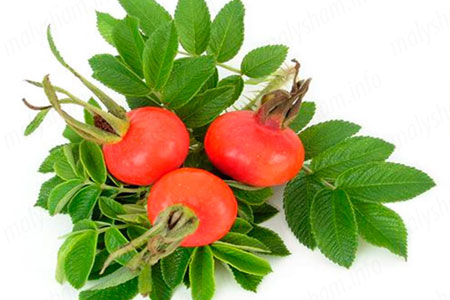 Користь шипшини при вагітності