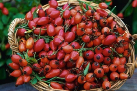 Користь шипшини при вагітності