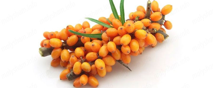 Цілюща обліпиха при вагітності