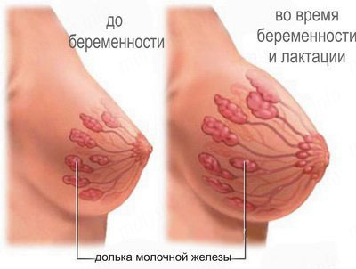 Як змінюється груди під час вагітності?