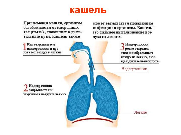 Кашель у дитини: що робити?