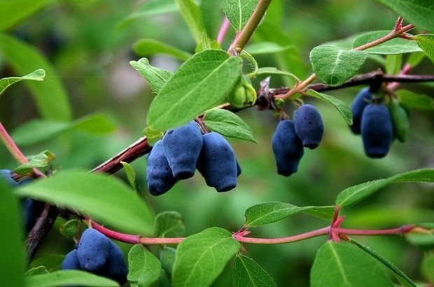 Жимолость і її корисні властивості