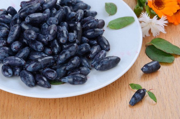 жимолость в харчуванні