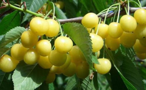 Можна їсти черешню при грудному вигодовуванні