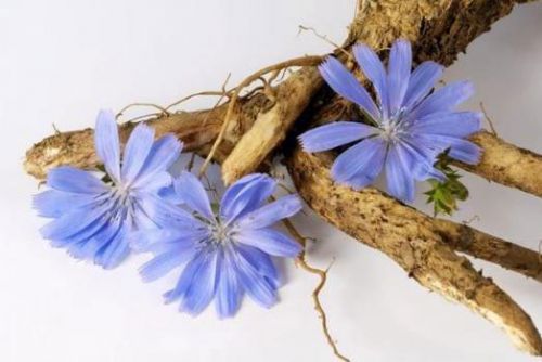 Цикорій при грудному вигодовуванні Цикорій при грудному вигодовуванні