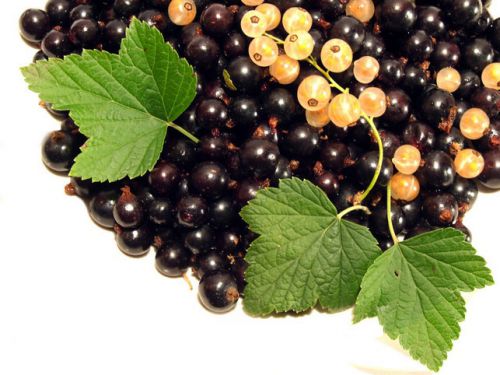 Ягоди при грудному вигодовуванні Ягоди при грудному вигодовуванні