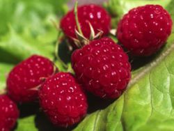 Чи можна годуючій мамі їсти малину