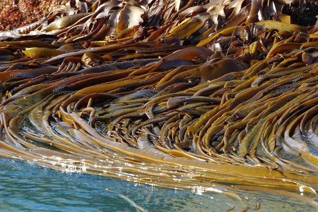 Що таке ламінарія? Що таке ламінарія?