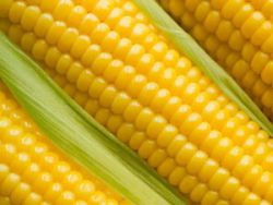 Кукурудза при грудному вигодовуванні